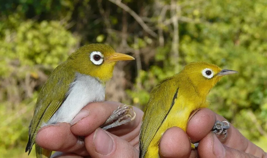 Dva druhy nově objevených ptáků