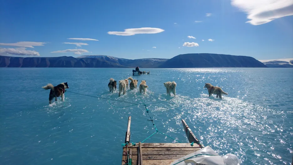 Psí spřežení brodící se vodou v Grónsku