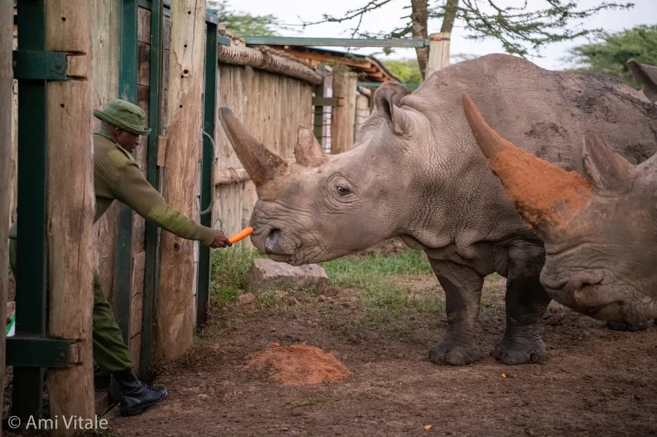 Mise za záchranu nosorožce bílého severního 