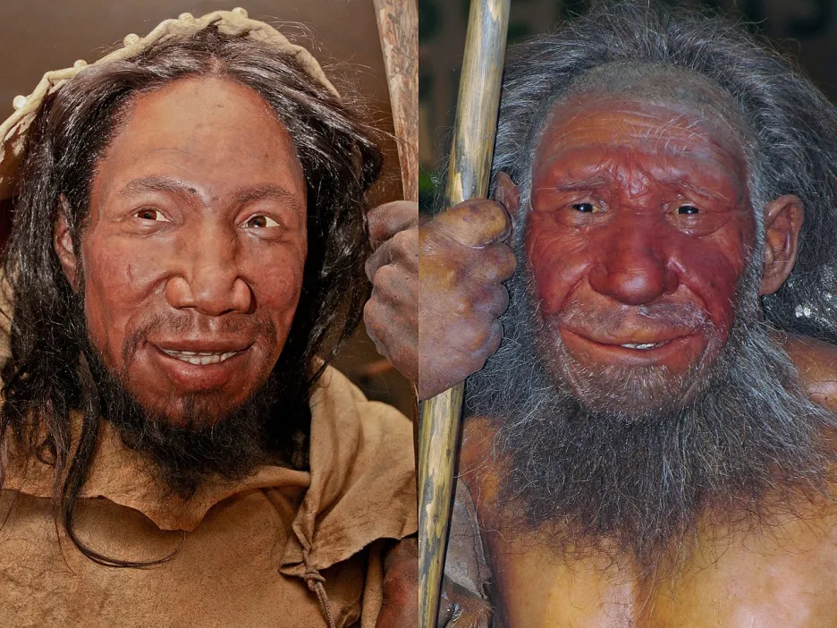 Srovnání podoby Homo sapiens (vlevo) a Homo neanderthalensis (vpravo)