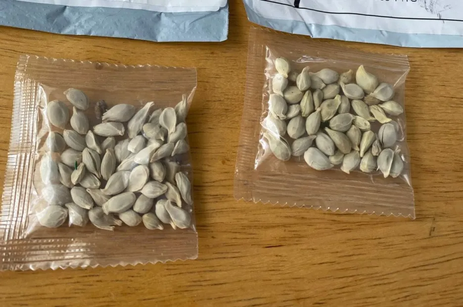 Nelegální čínská semena v amerických schránkách