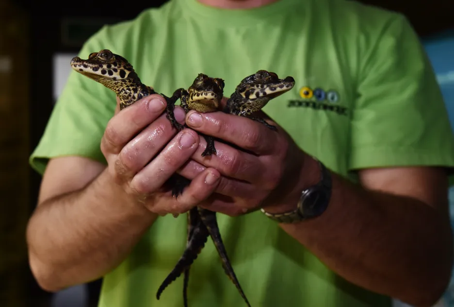 V olomoucké zoo odchovali krokodýlí mláďata