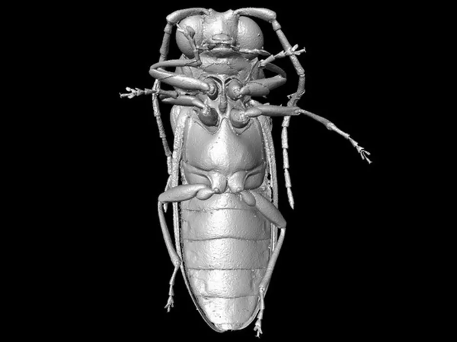 Mikro-CT rekonstrukce druhu Mysteriomorphus pelevini