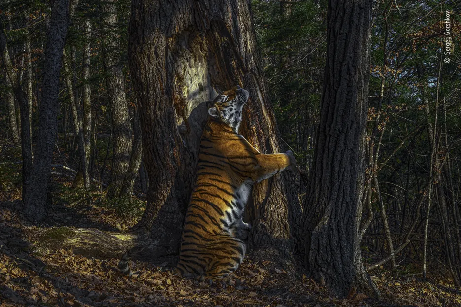 Galerie vítězných snímků prestižní fotografické soutěže přírody „Wildlife Photographer of the Year” za rok 2019