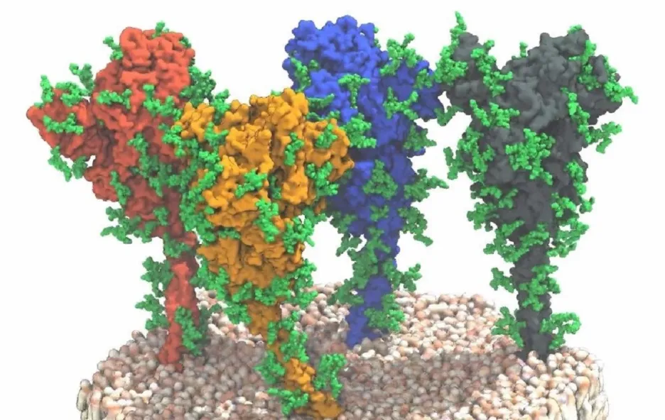 Proteinový bodec viru SARS-CoV-2