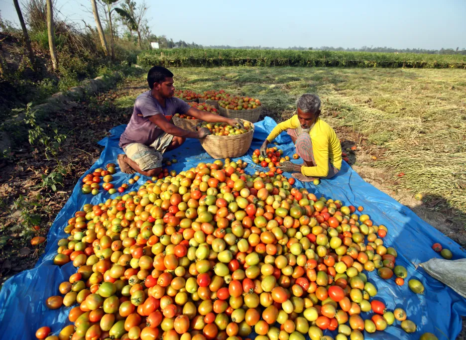Sběr rajčat v Dhace v Bangladéši