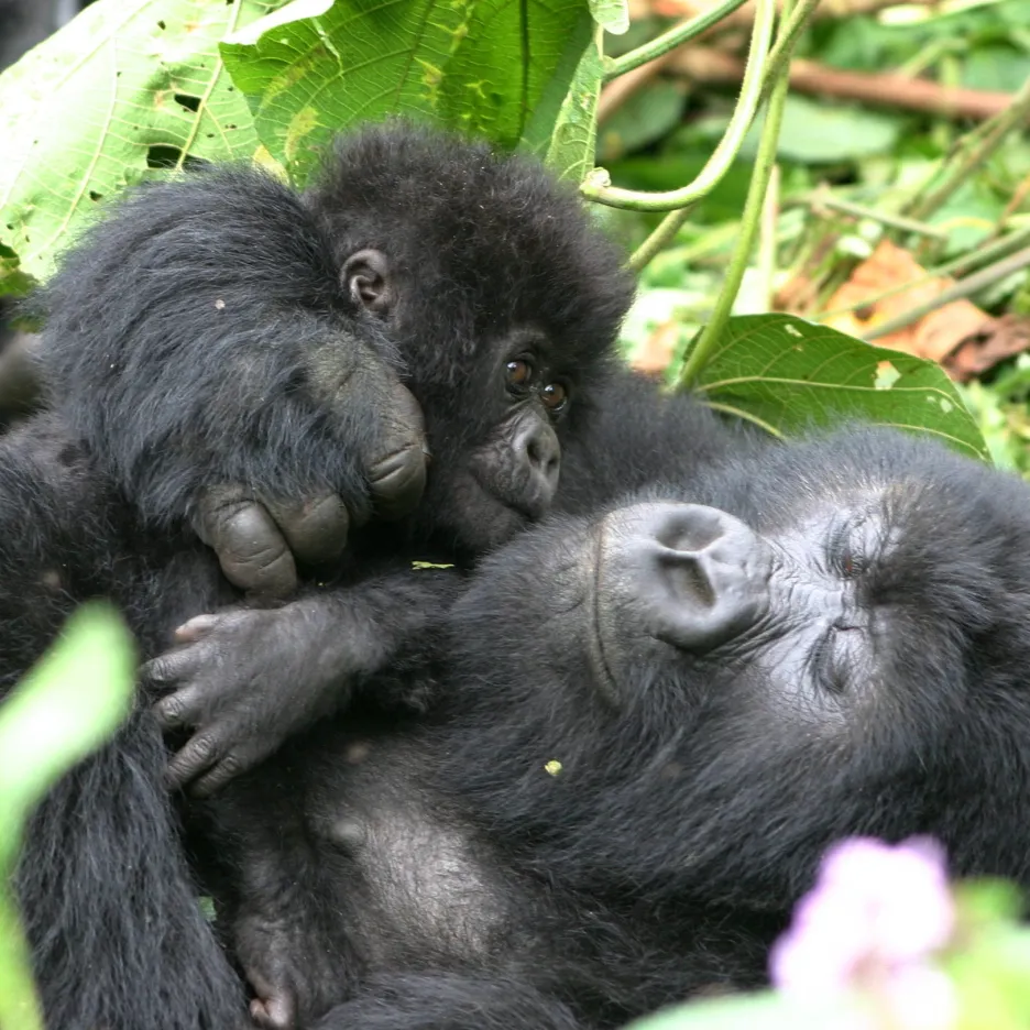 Gorilí samice s mládětem