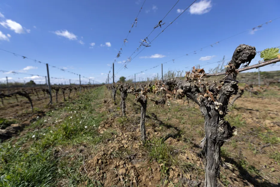 Francouzské vinice poškodilo chladné počasí