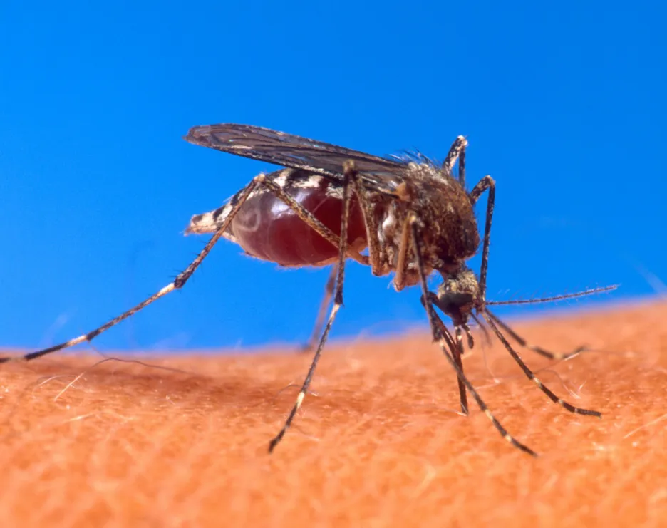 Komár Aedes aegypti sající krev člověka