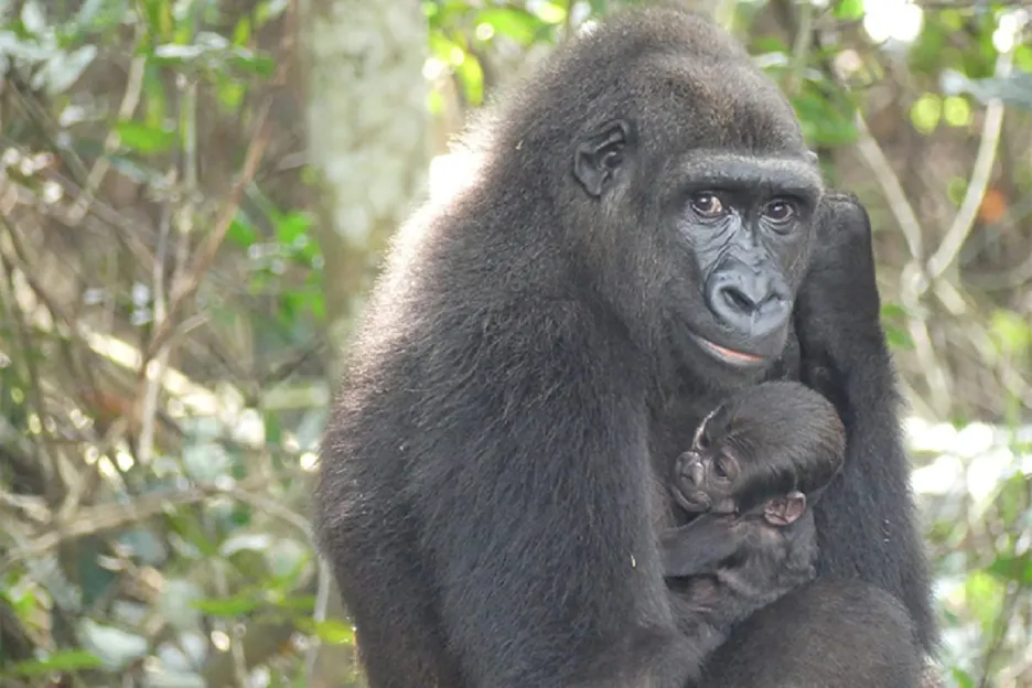 Mladá gorila s matkou