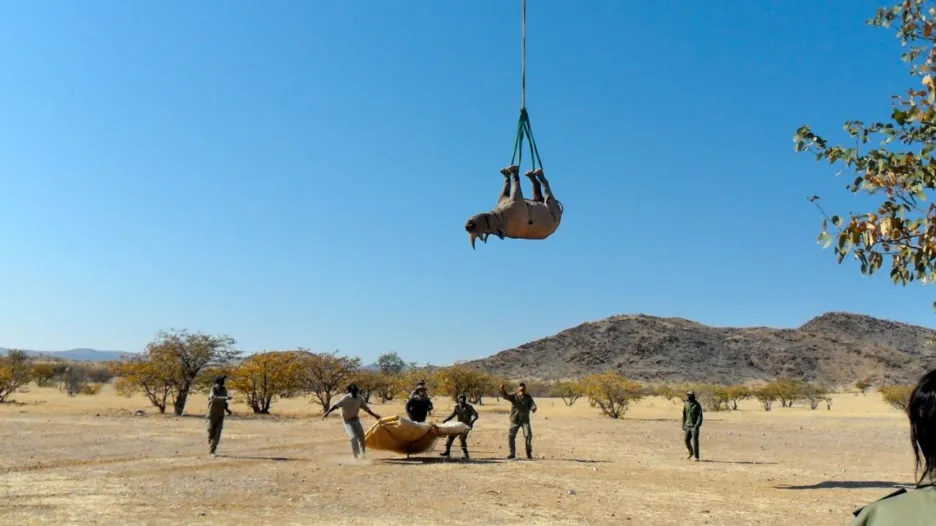 Transport nosorožců
