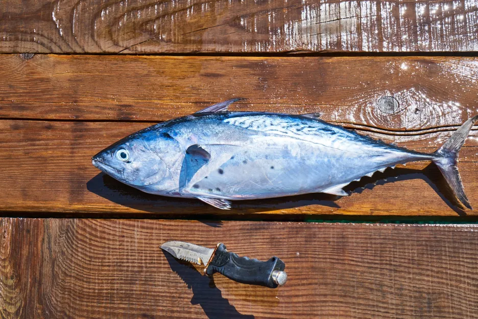 Ryby jsou zdrojem omega mastných kyselin