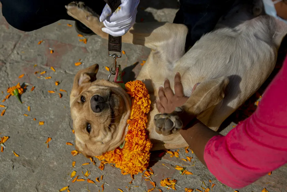 Hinduisté na Nepálském festivalu uctívají své psy barvami, věnci nebo pamlsky