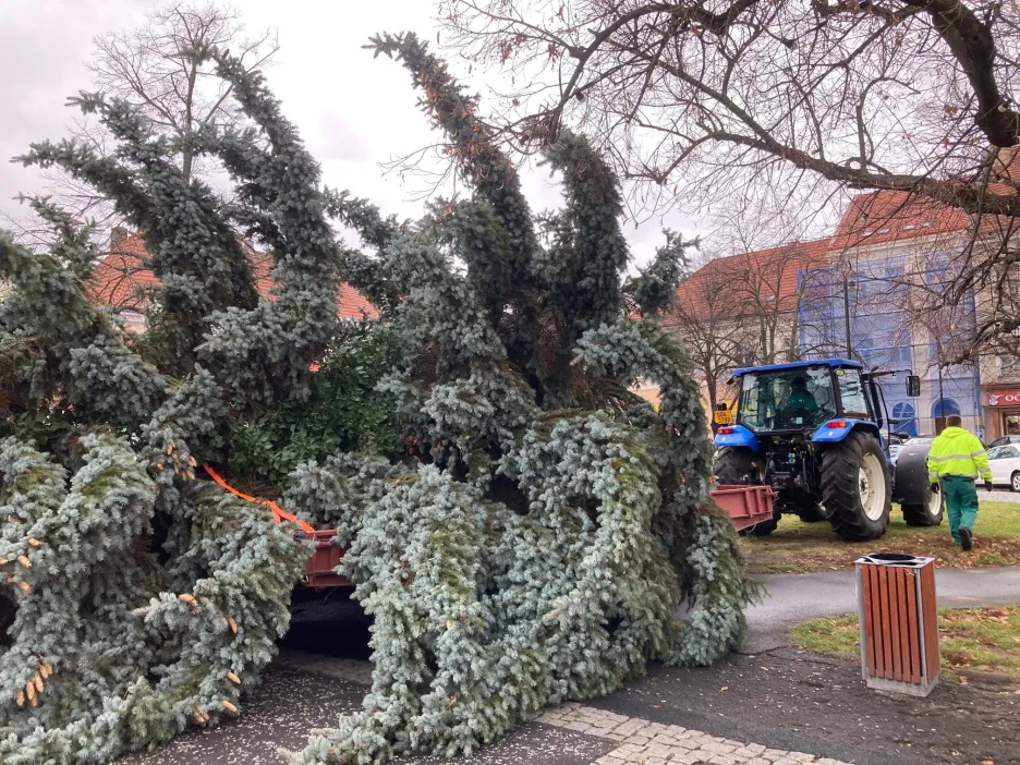 Vánoční strom ve Slaném při instalaci 