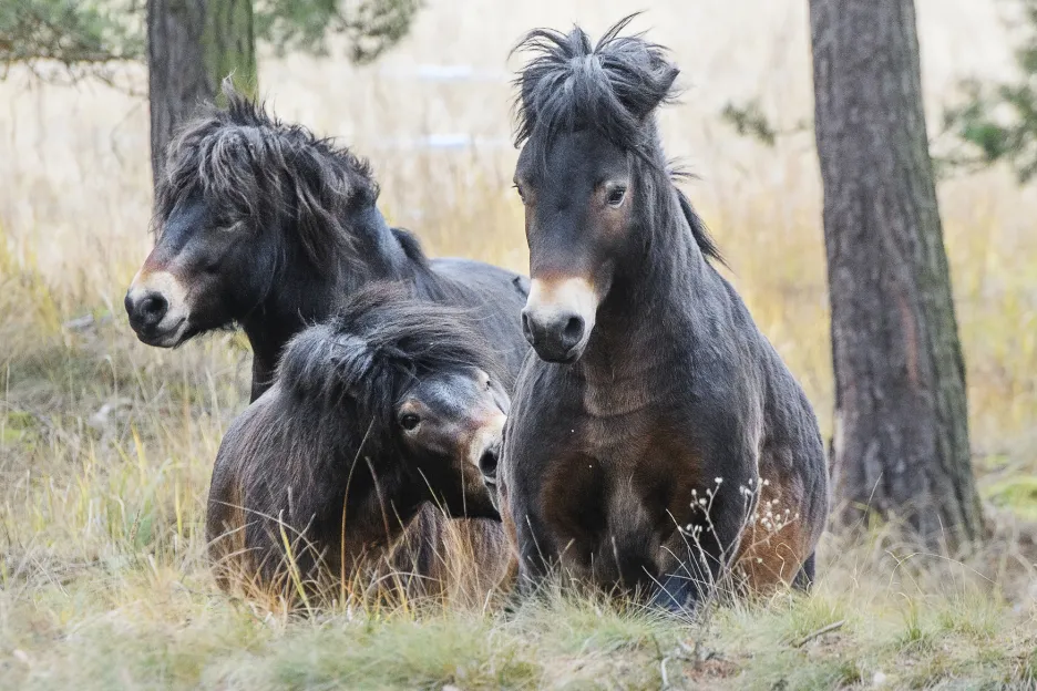Vypuštění divokých exmoorských koní do rezervace Janovské mokřad