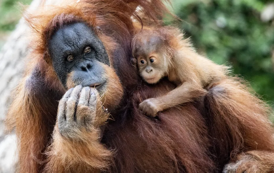Samice orangutana s mládětem