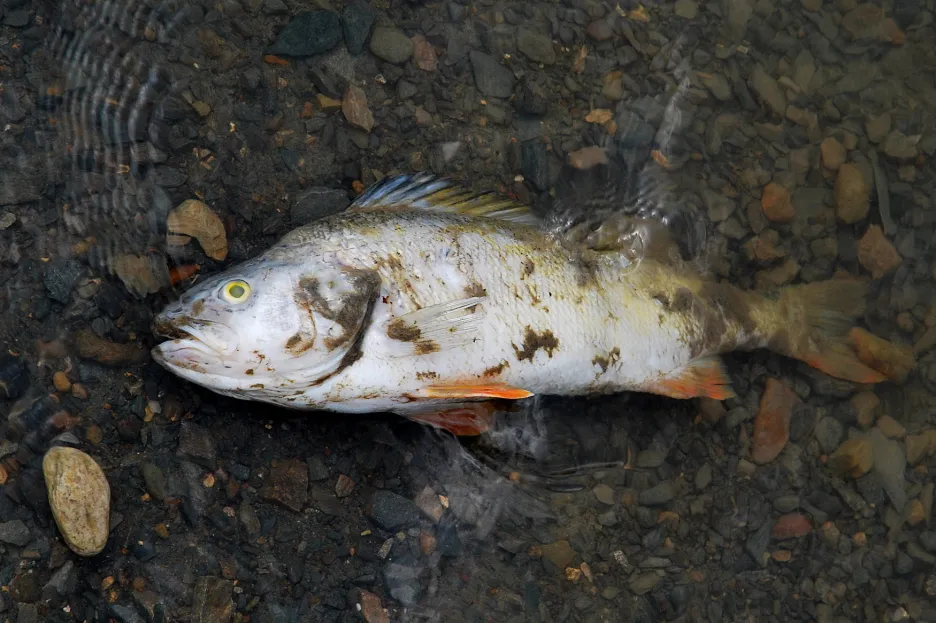 Uhynulá ryba