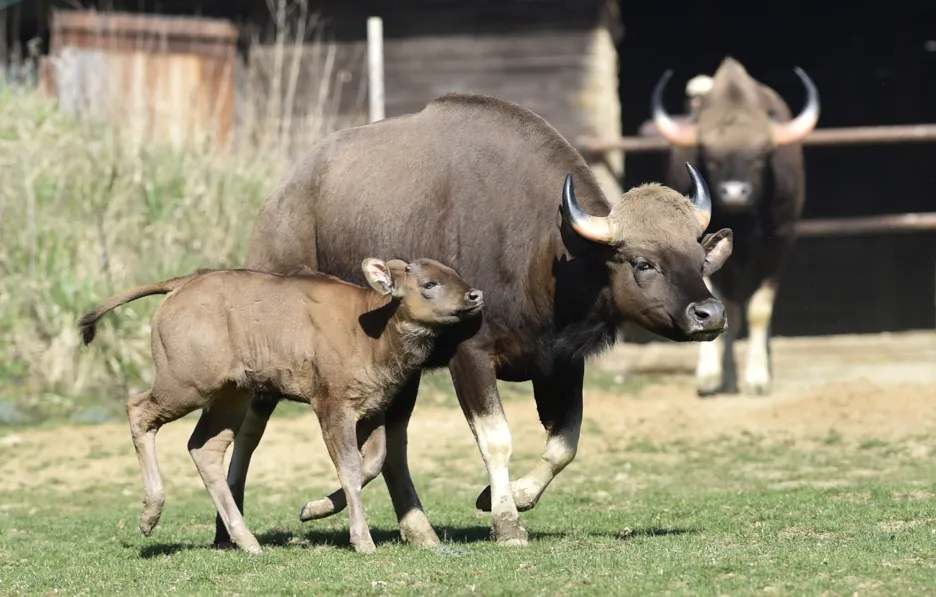 Představení prvního mláděte gaura indického ve zlínské zoologické zahradě