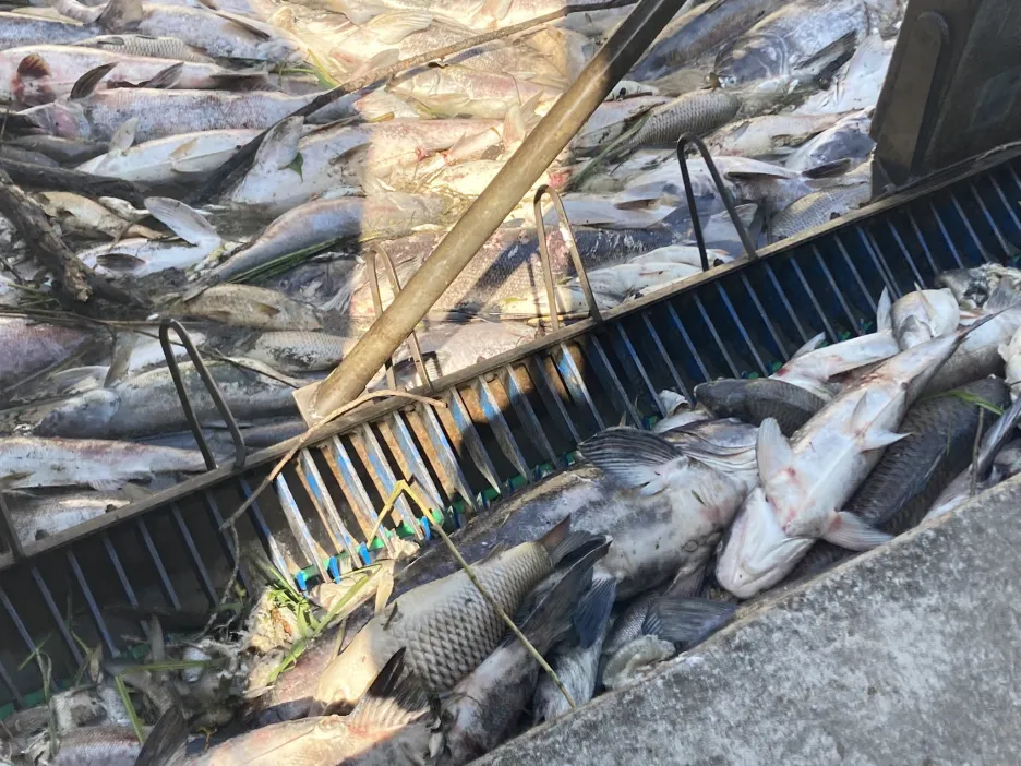 Uhynulé ryby v řece Dyji na Břeclavsku