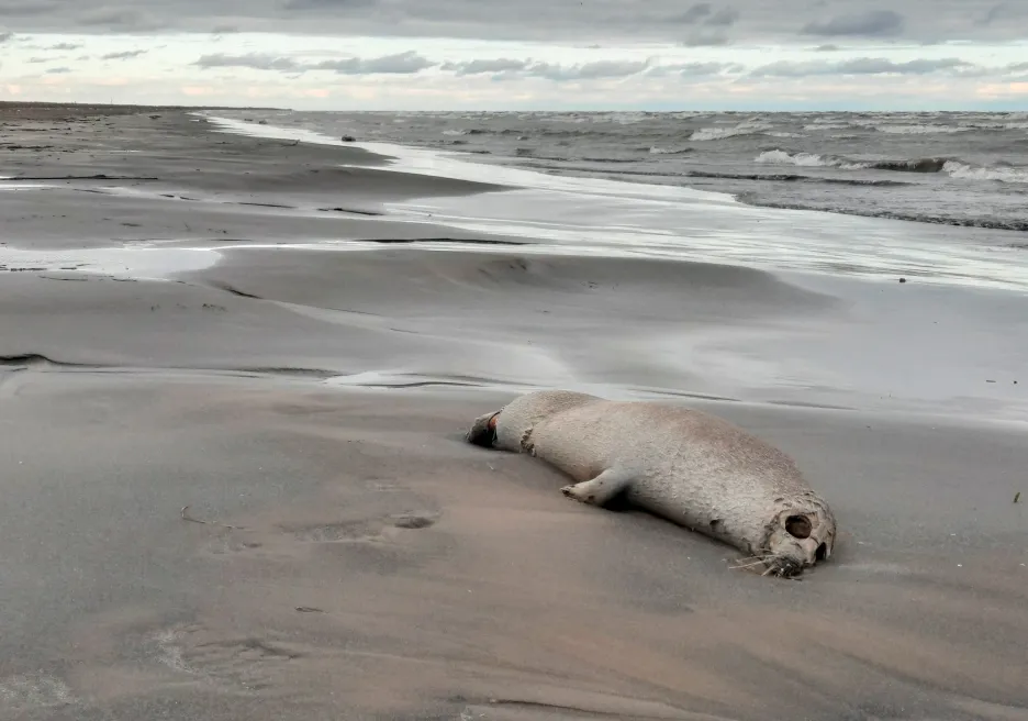 Mrtvý tuleň na břehu Kaspického moře
