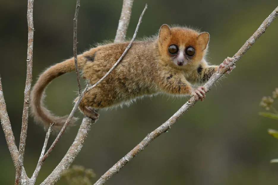Maki červený je jeden z unikátních madagaskarských lemurů