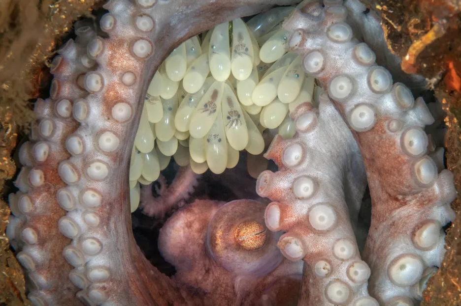 Chobotnice s mláďaty, vítězná fotografie soutěže