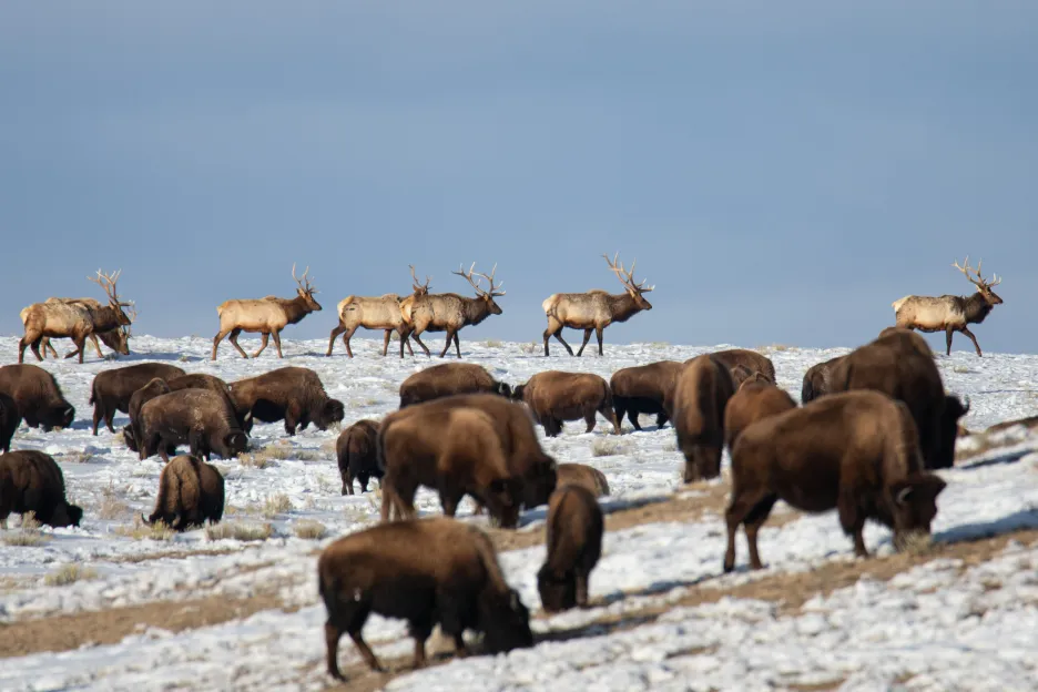 Losi a bizoni v přírodní rezervaci ve Wyomingu