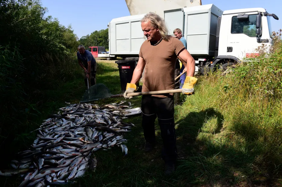 Uhynulé ryby po úniku neznámé látky do řeky Bečvy
