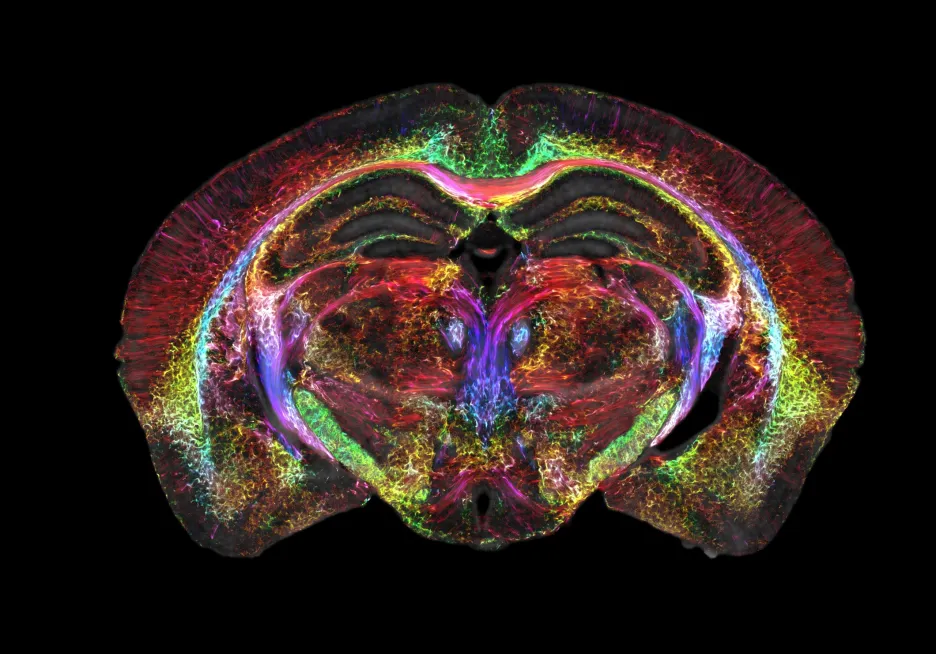 Nejdetailnější snímek myšího mozku
