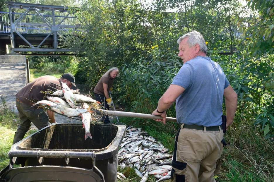 Rybáři při likvidaci otrávených ryb v Bečvě