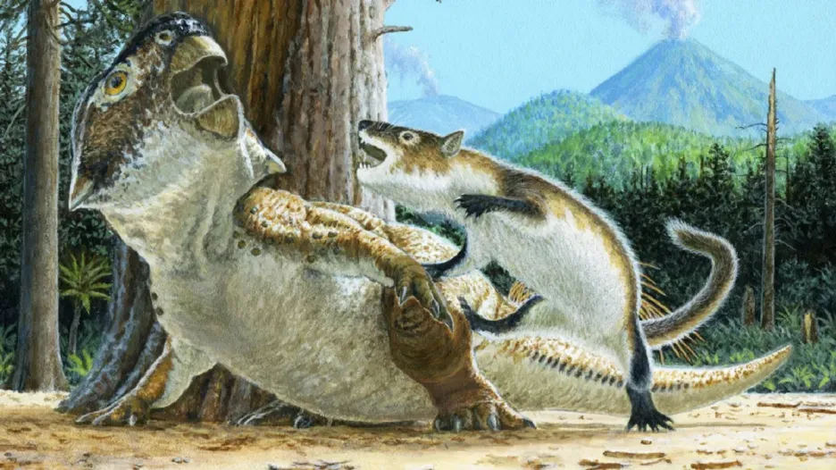 Repenomamus robustus útočí na Psittacosaurus lujiatunensis 