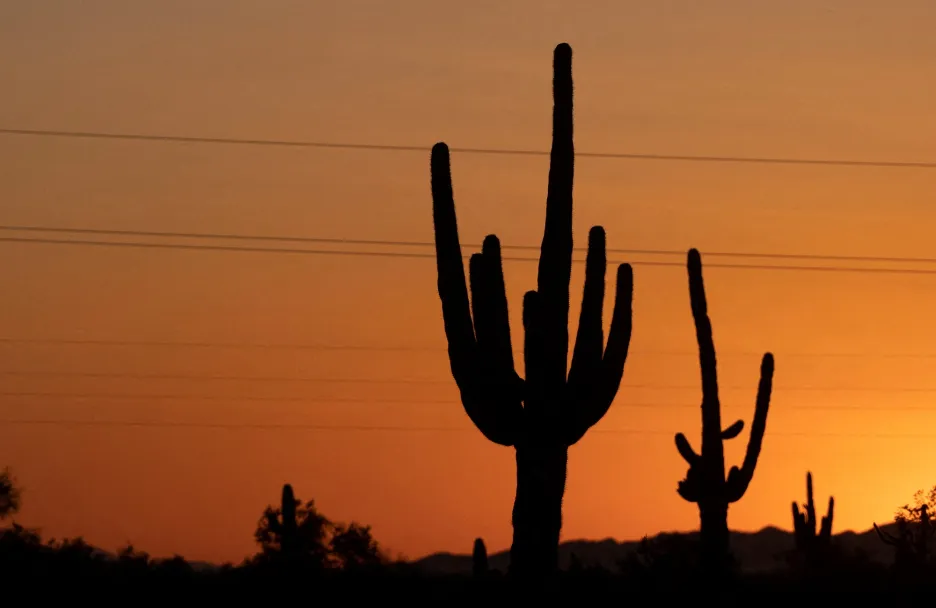Kaktus saguaro v Arizoně