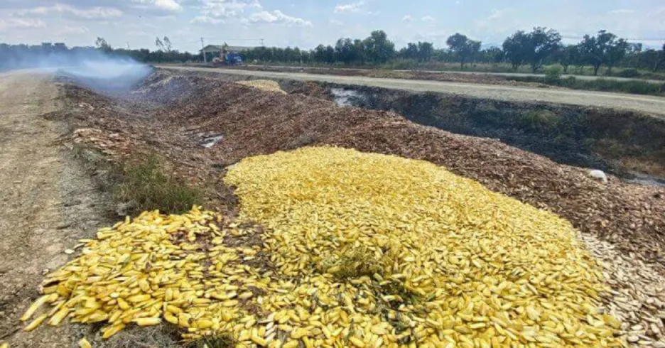 Skládka odpadu se stovkami tun mangových pecek