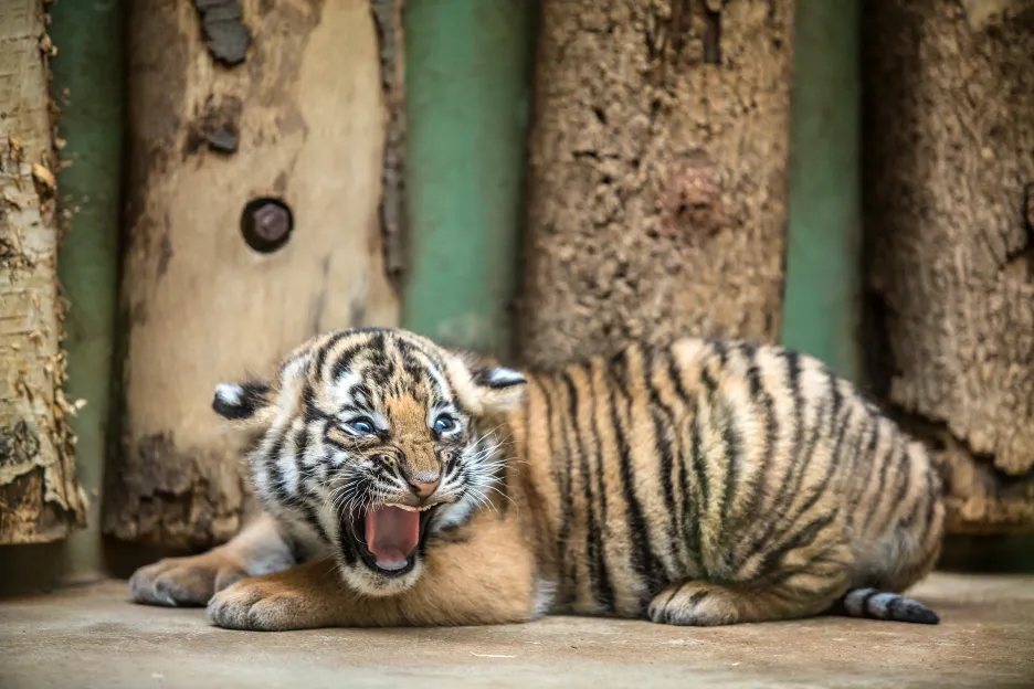 Mládě tygra malajského