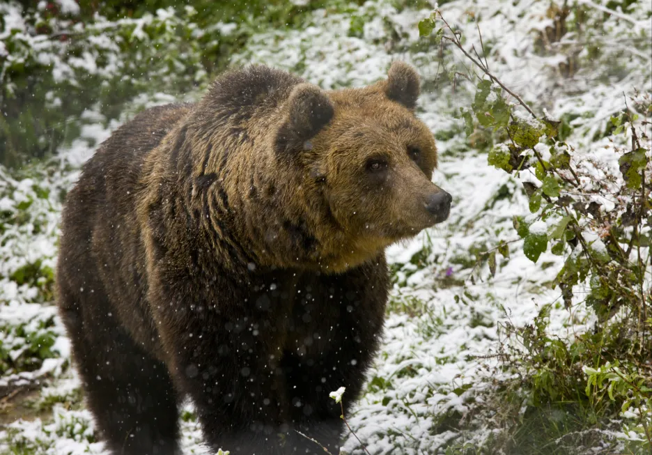 Medvěd hnědý v Rumunsku