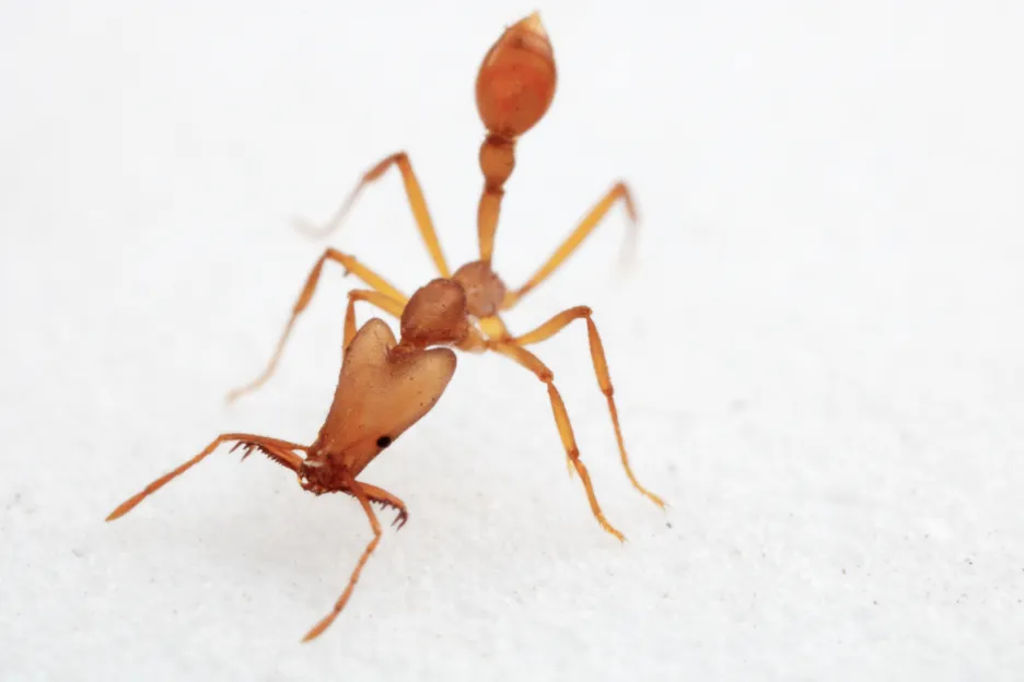 Nově objevený druh mravenců