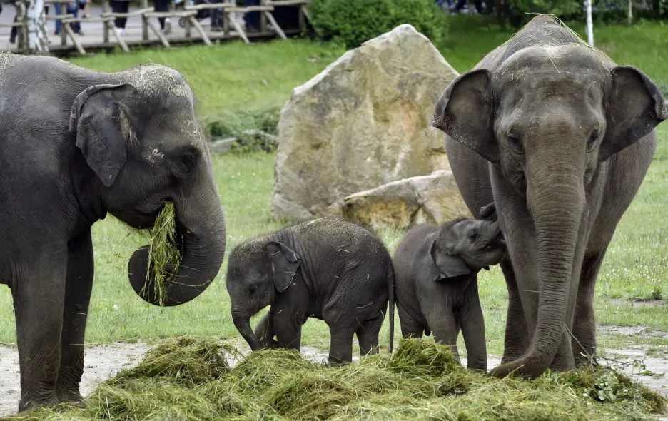 V pražské zoo pokřtili 21. června 2020 dvě sloní samičky. Slůňata Amalee (vpravo) a Lakuna zůstanou v Praze 