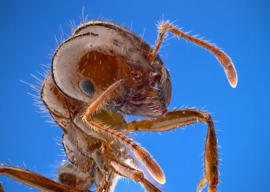 Dělník mravence Solenopsis invicta