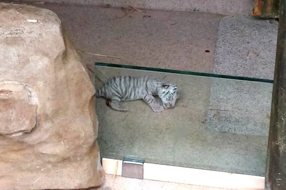 Právě narozené mládě bílého tygra
