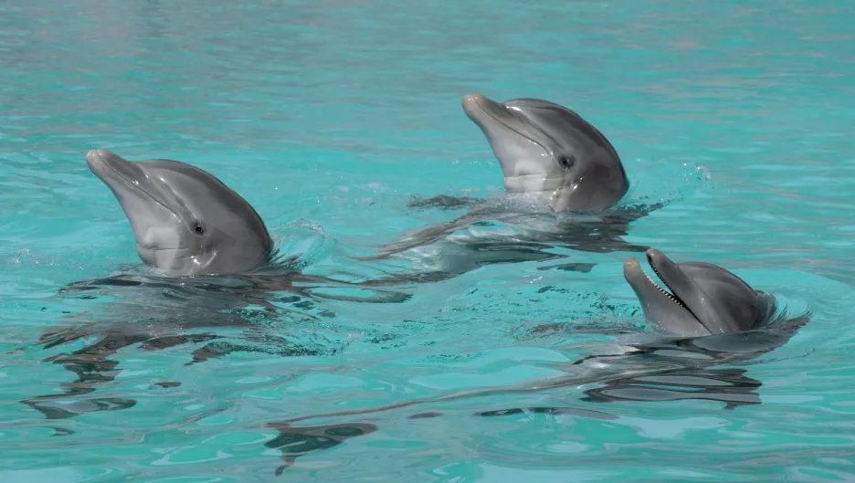 Delfíní show