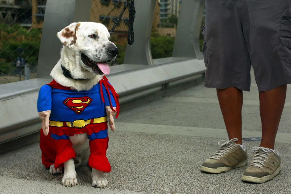 Pes v oblečku Supermana na Comic-Conu 2013
