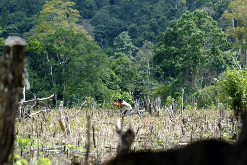 Lesy v Indonésii