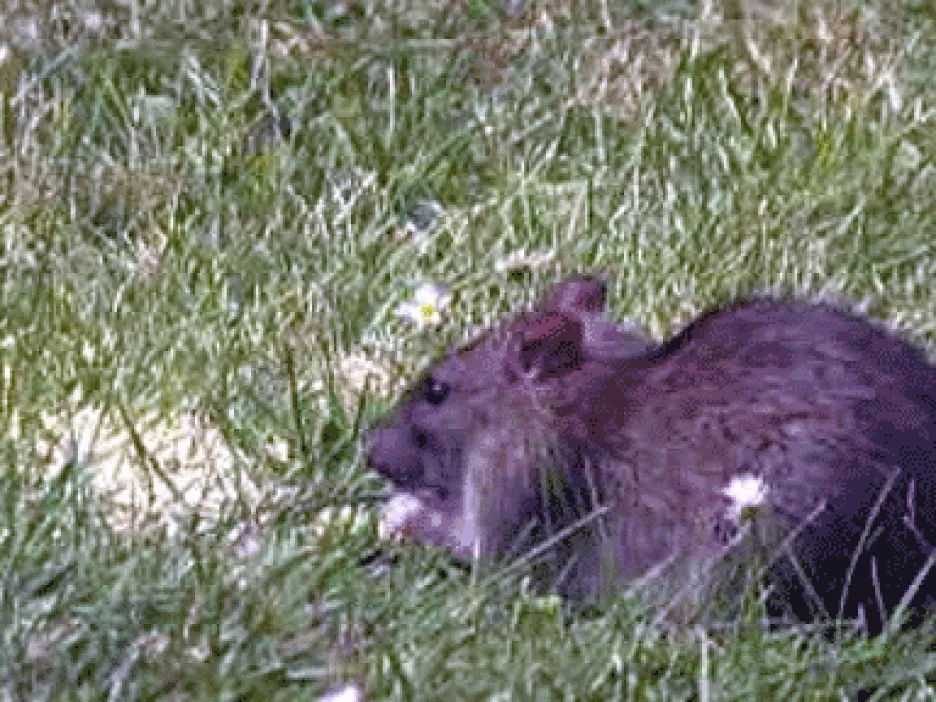 Potkan obecný