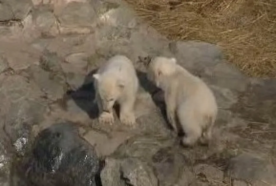 Malí lední medvědi