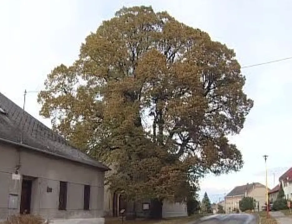 Strom roku 2007