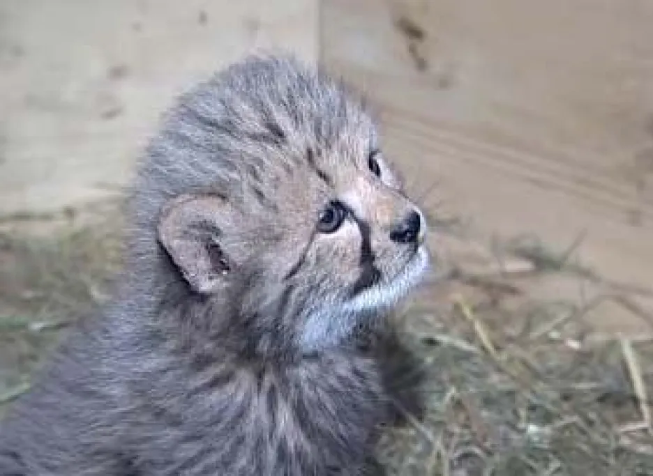 Gepardí mládě