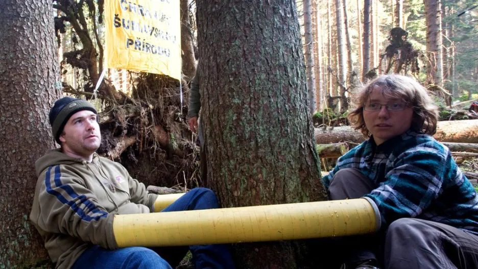 Aktivisté brání stromy na Šumavě
