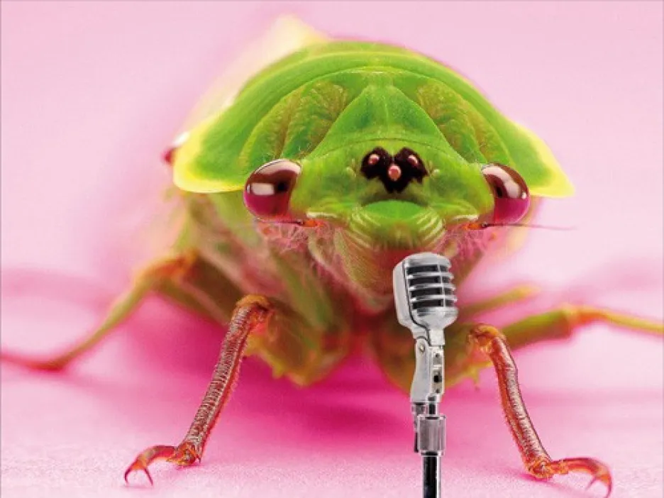 Zpívající hmyz