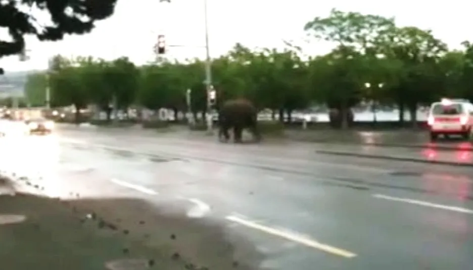 Uprchlý slon v ulicích Curychu