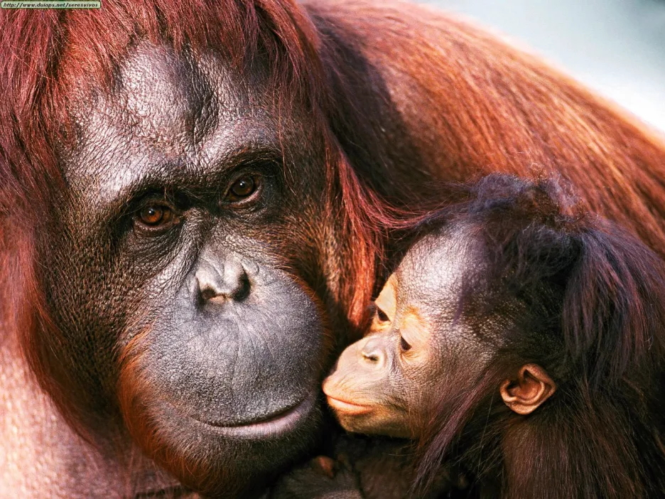 Orangutani